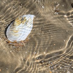 Norman_Hanko-3