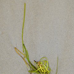 Ulrich_Reiss-1